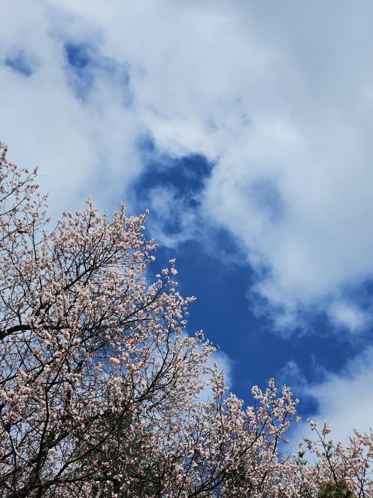 벚꽃-개화시기
