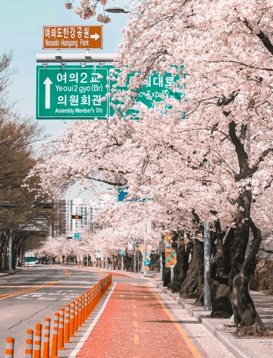 여의도벚꽃길